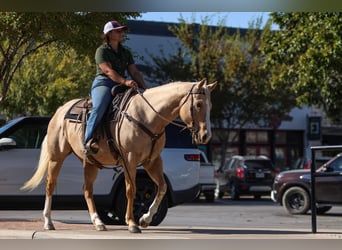 American Quarter Horse, Wallach, 7 Jahre, 155 cm, Palomino