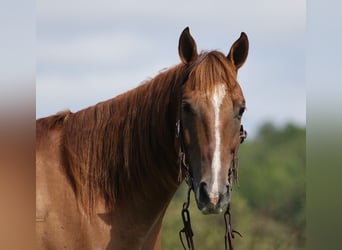 American Quarter Horse, Ruin, 7 Jaar, 155 cm, Red Dun