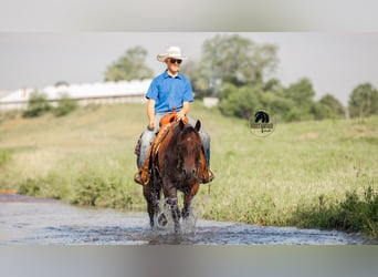 American Quarter Horse, Ruin, 7 Jaar, 155 cm, Roan-Bay