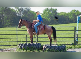 American Quarter Horse, Ruin, 7 Jaar, 155 cm, Roan-Bay