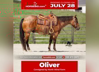 American Quarter Horse, Ruin, 7 Jaar, 155 cm, Roan-Bay