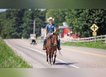 American Quarter Horse, Ruin, 7 Jaar, 155 cm, Roan-Bay