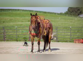 American Quarter Horse, Ruin, 7 Jaar, 155 cm, Roan-Bay
