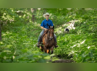 American Quarter Horse, Ruin, 7 Jaar, 155 cm, Roan-Bay