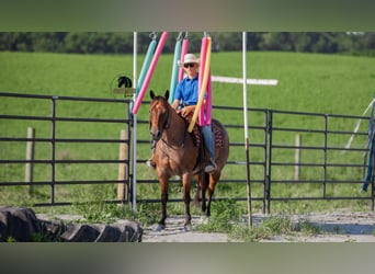 American Quarter Horse, Ruin, 7 Jaar, 155 cm, Roan-Bay