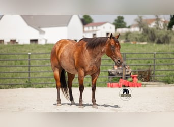 American Quarter Horse, Ruin, 7 Jaar, 155 cm, Roan-Bay