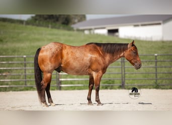 American Quarter Horse, Ruin, 7 Jaar, 155 cm, Roan-Bay
