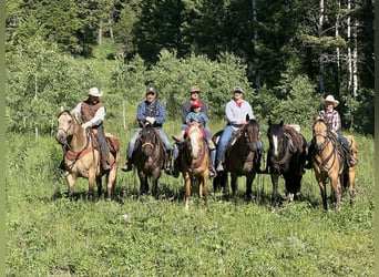 American Quarter Horse, Ruin, 7 Jaar, 155 cm, Roan-Bay