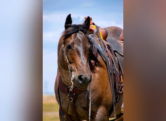 American Quarter Horse, Ruin, 7 Jaar, 155 cm, Roan-Bay