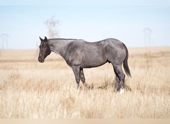 American Quarter Horse, Ruin, 7 Jaar, 155 cm, Roan-Blue