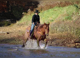 American Quarter Horse, Ruin, 7 Jaar, 155 cm, Roan-Red
