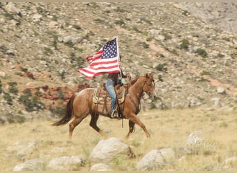 American Quarter Horse, Ruin, 7 Jaar, 155 cm, Roan-Red