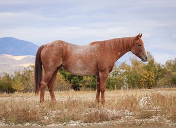 American Quarter Horse, Ruin, 7 Jaar, 155 cm, Roan-Red