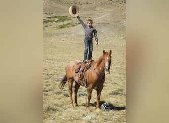 American Quarter Horse, Ruin, 7 Jaar, 155 cm, Roan-Red