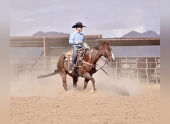 American Quarter Horse, Ruin, 7 Jaar, 155 cm, Roan-Red