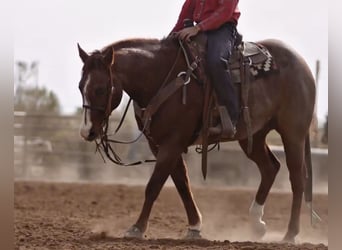 American Quarter Horse, Ruin, 7 Jaar, 155 cm, Roan-Red