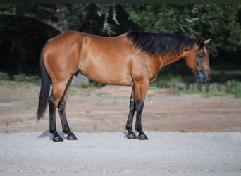 American Quarter Horse, Ruin, 7 Jaar, 155 cm, Roodbruin