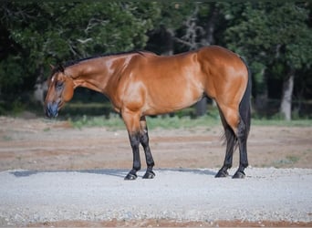 American Quarter Horse, Ruin, 7 Jaar, 155 cm, Roodbruin