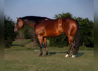 American Quarter Horse, Ruin, 7 Jaar, 155 cm, Roodbruin