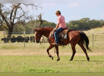 American Quarter Horse, Ruin, 7 Jaar, 155 cm, Roodbruin