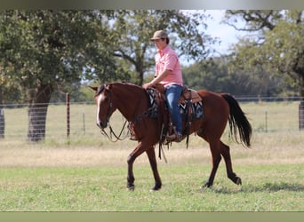 American Quarter Horse, Ruin, 7 Jaar, 155 cm, Roodbruin