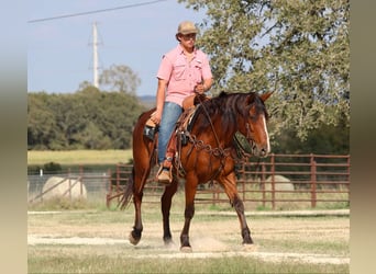 American Quarter Horse, Ruin, 7 Jaar, 155 cm, Roodbruin