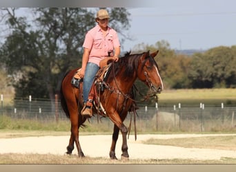 American Quarter Horse, Ruin, 7 Jaar, 155 cm, Roodbruin