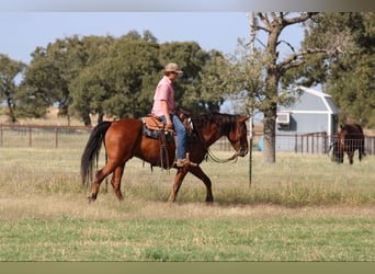 American Quarter Horse, Ruin, 7 Jaar, 155 cm, Roodbruin