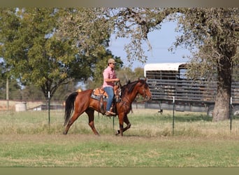 American Quarter Horse, Ruin, 7 Jaar, 155 cm, Roodbruin