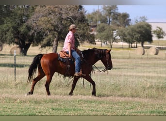 American Quarter Horse, Ruin, 7 Jaar, 155 cm, Roodbruin