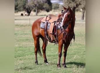 American Quarter Horse, Ruin, 7 Jaar, 155 cm, Roodbruin