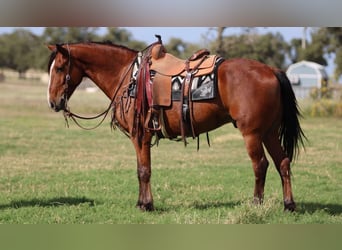 American Quarter Horse, Ruin, 7 Jaar, 155 cm, Roodbruin