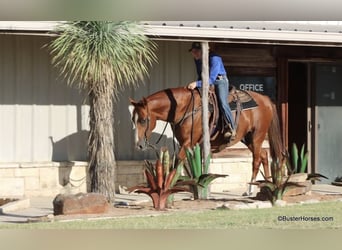 American Quarter Horse, Ruin, 7 Jaar, 155 cm, Roodvos