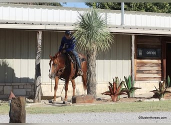 American Quarter Horse, Ruin, 7 Jaar, 155 cm, Roodvos