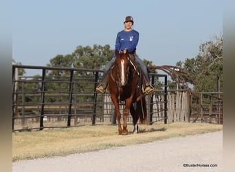 American Quarter Horse, Ruin, 7 Jaar, 155 cm, Roodvos