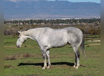 American Quarter Horse, Ruin, 7 Jaar, 155 cm, Schimmel