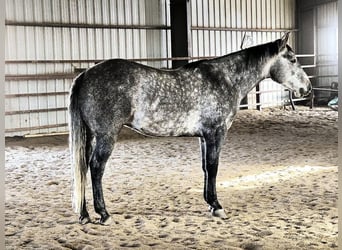 American Quarter Horse, Ruin, 7 Jaar, 155 cm, Schimmel