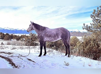 American Quarter Horse, Ruin, 7 Jaar, 155 cm, Schimmel