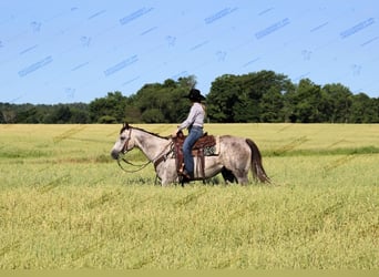 American Quarter Horse, Ruin, 7 Jaar, 155 cm, Schimmel