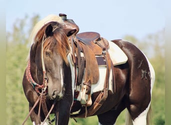 American Quarter Horse, Ruin, 7 Jaar, 155 cm, Tobiano-alle-kleuren