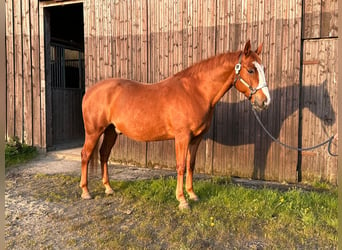 American Quarter Horse, Ruin, 7 Jaar, 155 cm, Vos