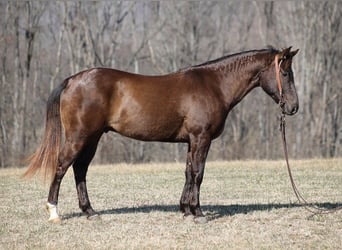 American Quarter Horse, Ruin, 7 Jaar, 155 cm, Zwart