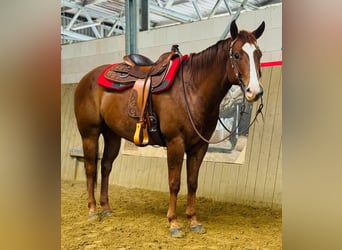 American Quarter Horse, Ruin, 7 Jaar, 156 cm, Donkere-vos