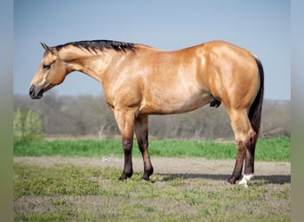 American Quarter Horse, Ruin, 7 Jaar, 157 cm, Buckskin