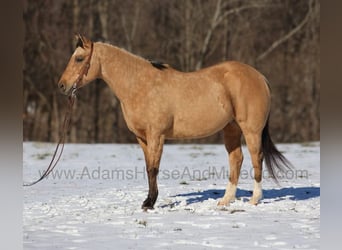 American Quarter Horse, Ruin, 7 Jaar, 157 cm, Buckskin