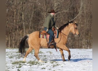 American Quarter Horse, Ruin, 7 Jaar, 157 cm, Buckskin