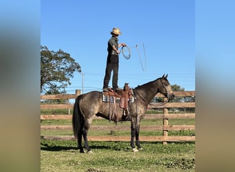 American Quarter Horse, Wallach, 7 Jahre, 157 cm, Buckskin