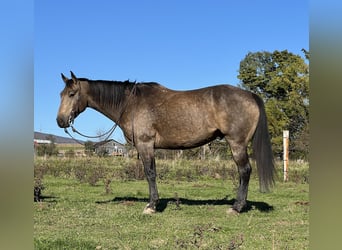 American Quarter Horse, Wallach, 7 Jahre, 157 cm, Buckskin