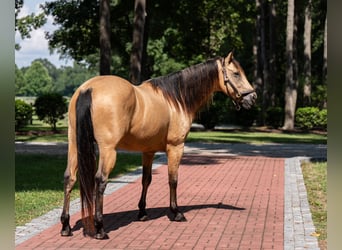 American Quarter Horse, Ruin, 7 Jaar, 157 cm, Buckskin