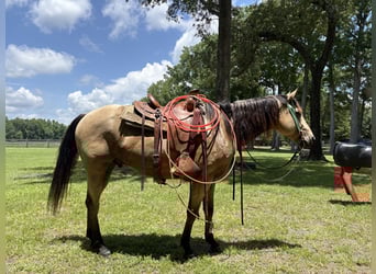 American Quarter Horse, Ruin, 7 Jaar, 157 cm, Buckskin